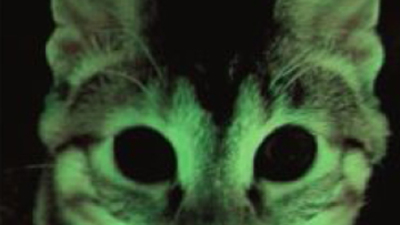 Yeşil ışıklı kedi!