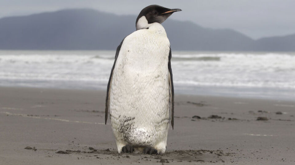 Penguen "Neşeli Ayaklar" kayıplara karıştı! VİDEO