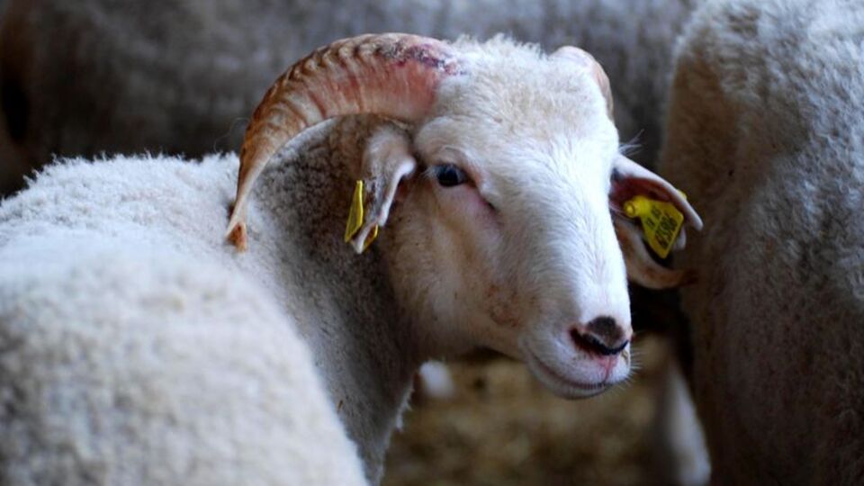 Koyun dışkısı hırsızı ele verdi