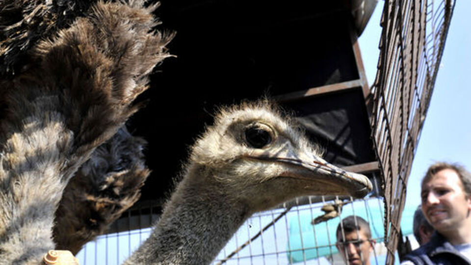 Deve kuşu kuş pazarına düştü! GALERİ!