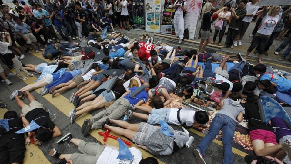 Köpekbalıkları için 'plankmob'