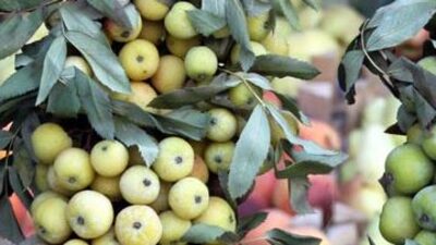 Hipokrat bile ilaç olarak kullanmış!