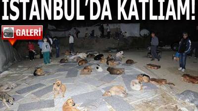 İstanbul'da katliam! GALERİ