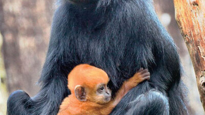 Ben evlatlık mıyım?