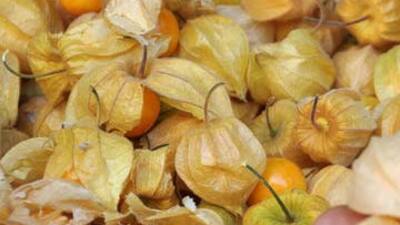 Altın çileğe zayıflama hapı darbesi