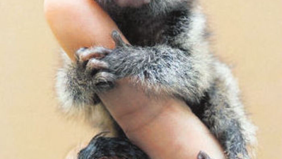 Parmak kadar boyu var!