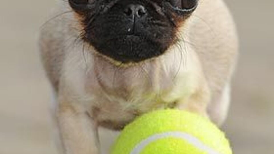 İşte dünyanın en küçük köpeği