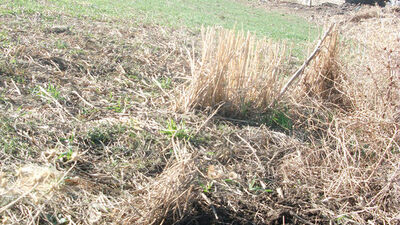 6 aylık cenini toprağa gömdü