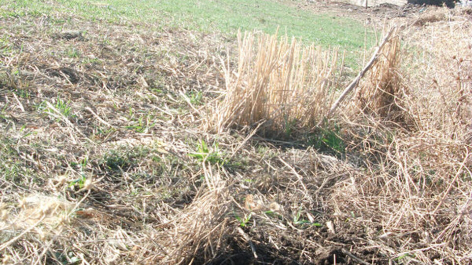 6 aylık cenini toprağa gömdü