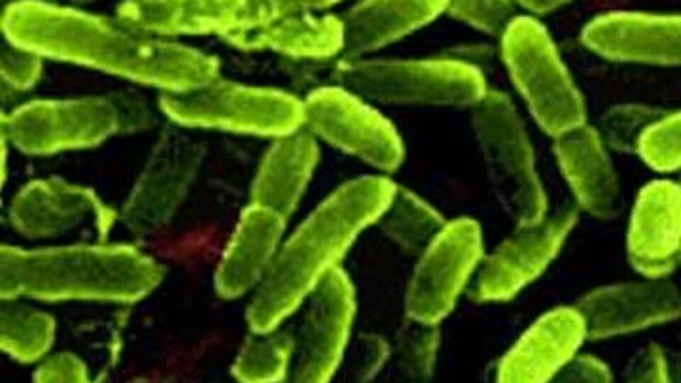 Posadan probiyotik yoğurt üretecekler