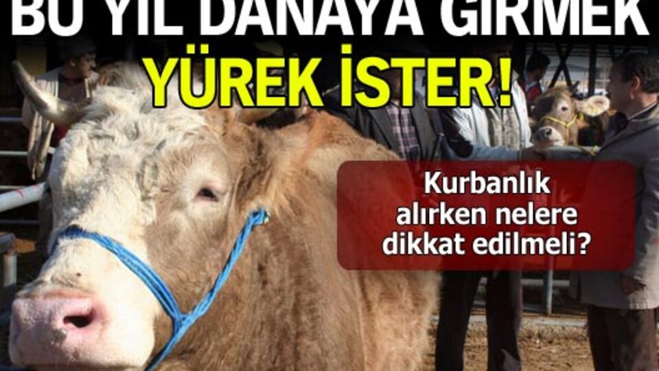 Bu yıl danaya girmek yürek ister!