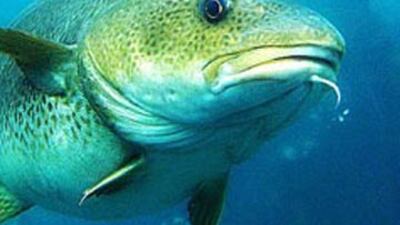 Şimdi de balık gribi çıktı!