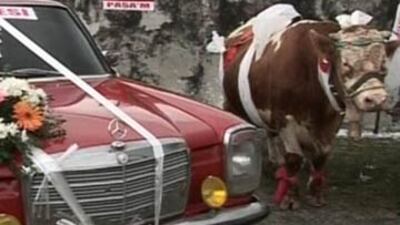 Boğa alana Mercedes bedava! VİDEO