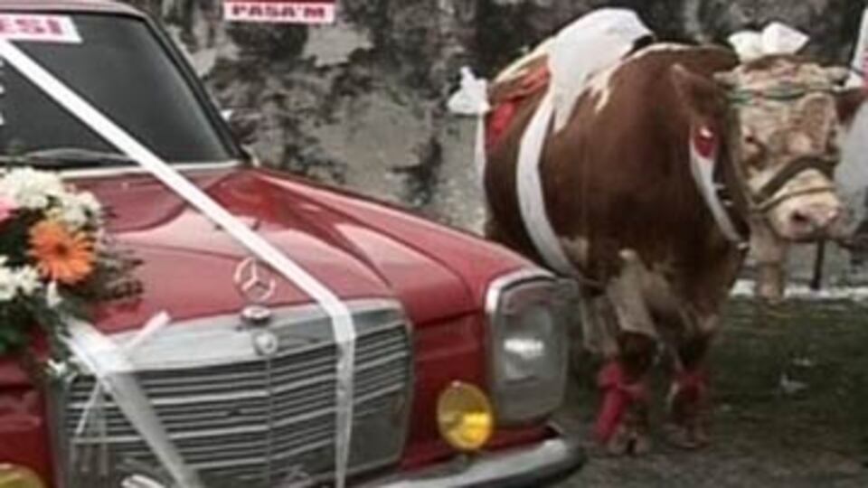 Boğa alana Mercedes bedava! VİDEO