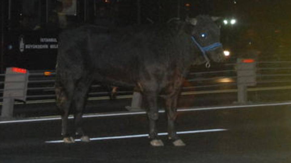 Çılgın boğa metrobüs ve E-5'i birbirine kattı GALERİ