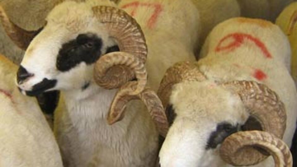 Bağış yapmak kurbanın yerine geçer mi?