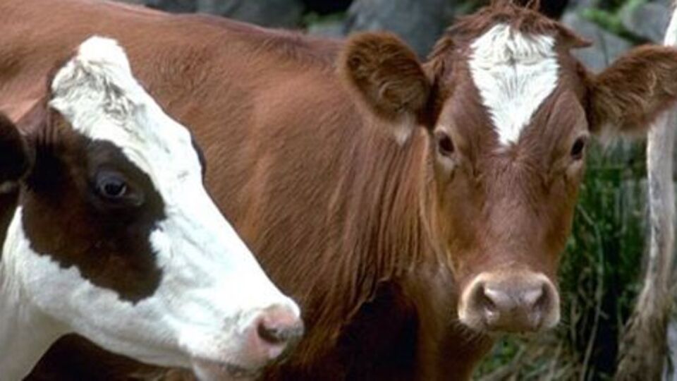 Kurbanda dişi hayvan kesmeyin!