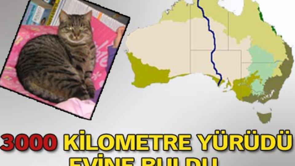 3000 kilometre yürüyen kedi evini buldu