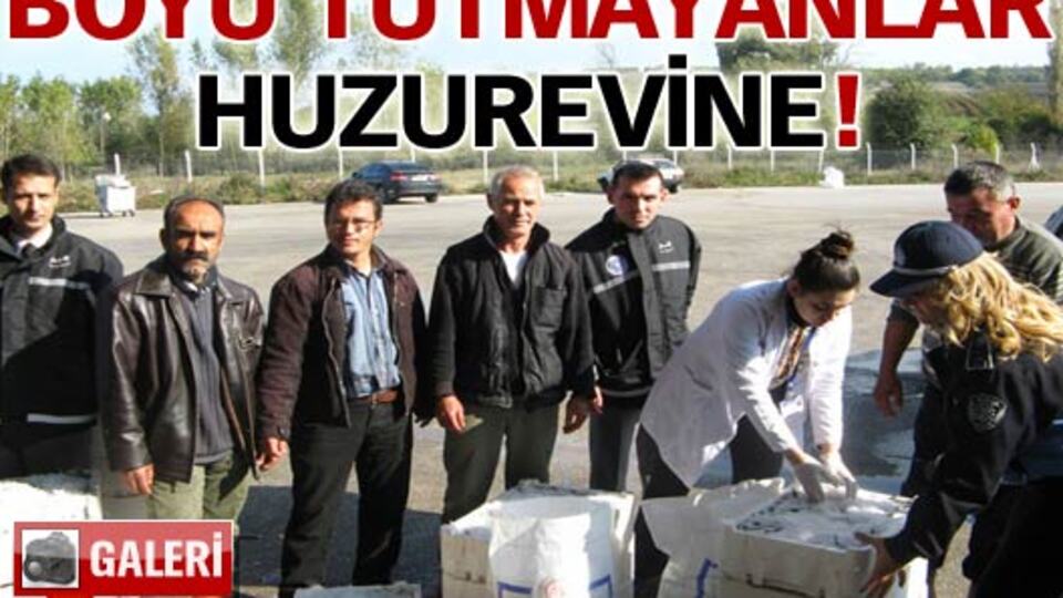 Boyu tutmayanlar huzurevine! GALERİ