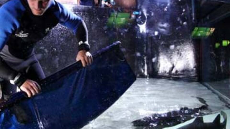 THY köpekbalığı taşıdı!