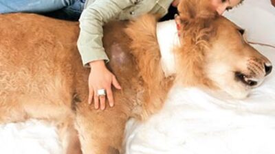 Dikkât! Evde aslan var!