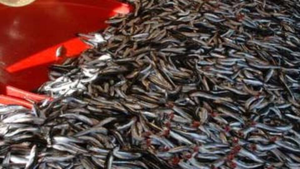 Çiğ çiğ hamsi yediler! VİDEO