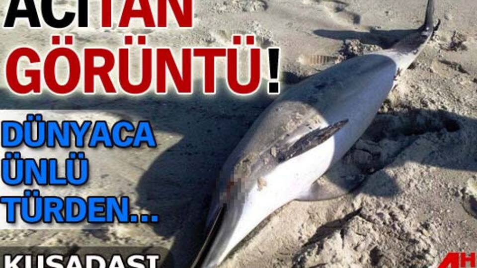 Kuşadası'nda 'acıtan' görüntü!