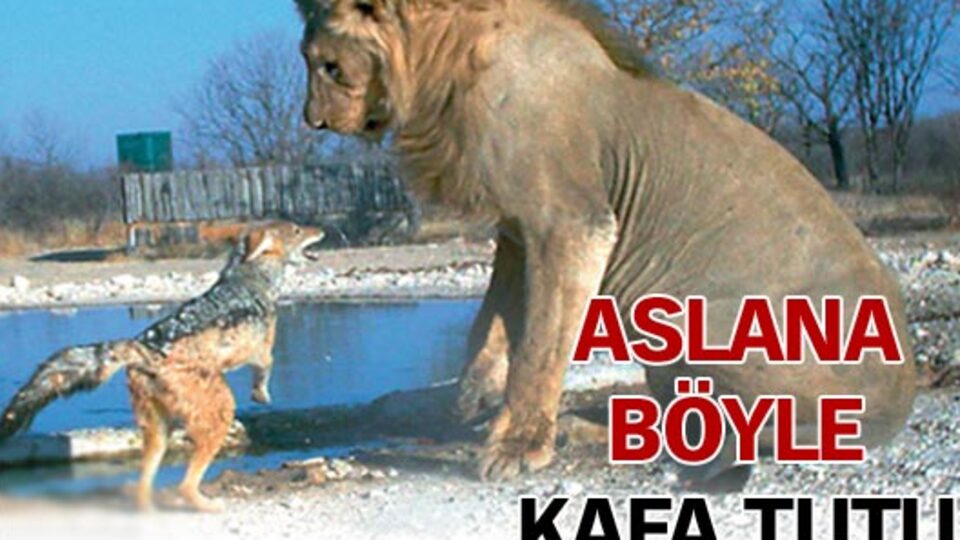 Aslana böyle kafa tuttu