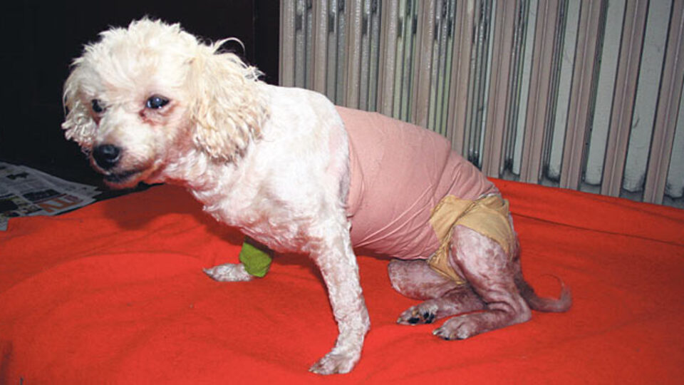 Evde içilen sigara, iki köpeği kanser etti!