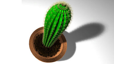 Kaktüs ve kaya tuzu bilgisayar radyasyonundan korur mu?