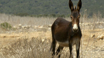 Fuhuş baskını: Eşek gözaltına alındı