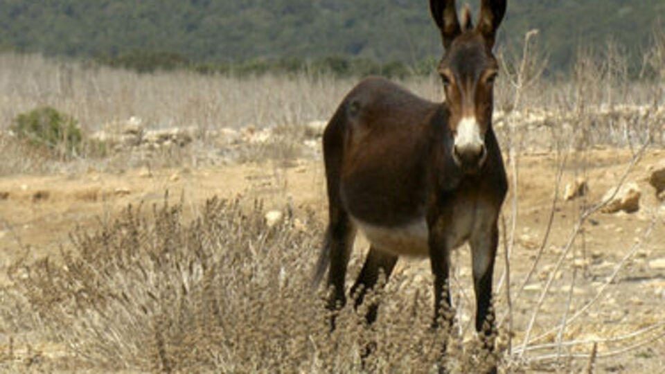 Fuhuş baskını: Eşek gözaltına alındı