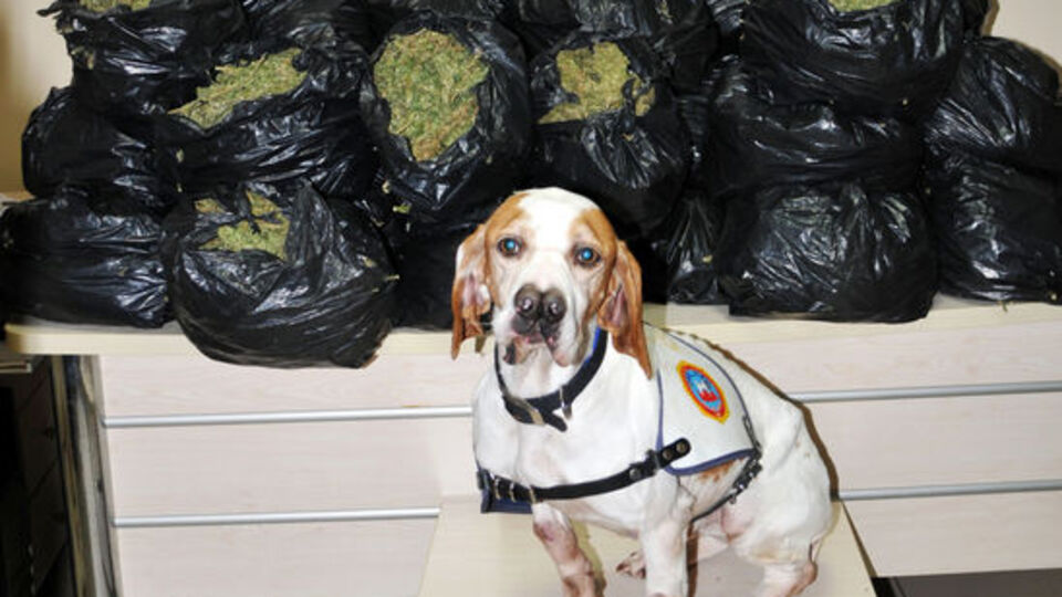 Lara'nın gurur pozu