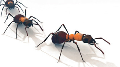 Süper asker karıncalar!