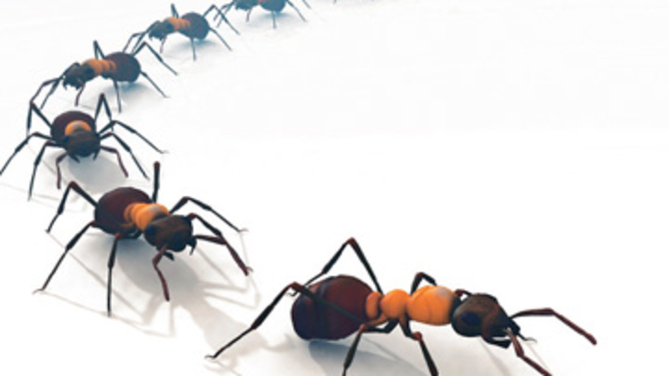 Süper asker karıncalar!