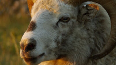 24 saatte 33 koyunu hamile bıraktı!