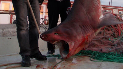 Marmara Denizi'nde Jaws paniği! GALERİ