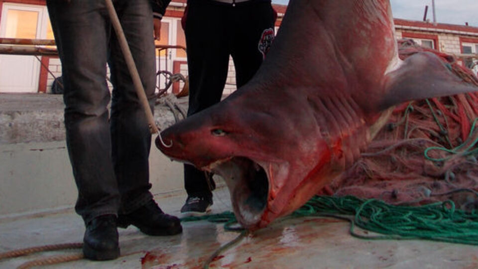 Marmara Denizi'nde Jaws paniği! GALERİ