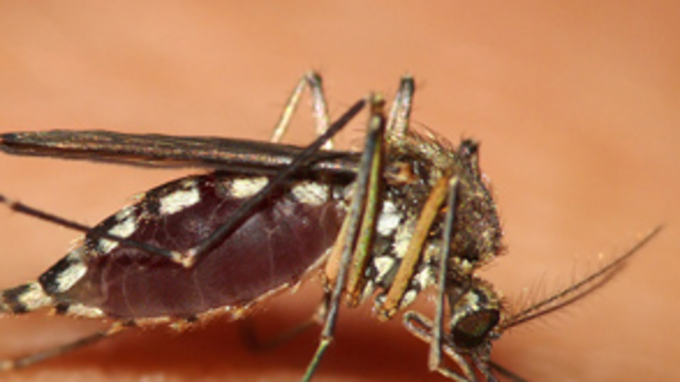 Sıtma ile mücadelede önemli adım