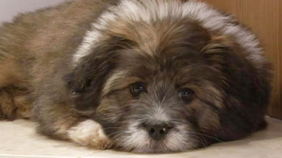 Zenginler hayvan sevgisini abarttı!