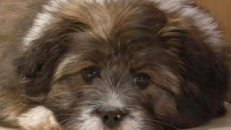 Zenginler hayvan sevgisini abarttı!