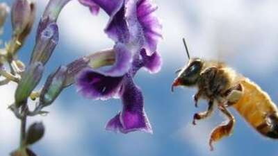 Doktor arılar geliyor