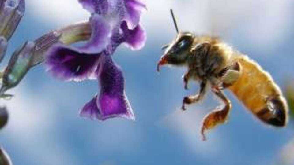 Doktor arılar geliyor