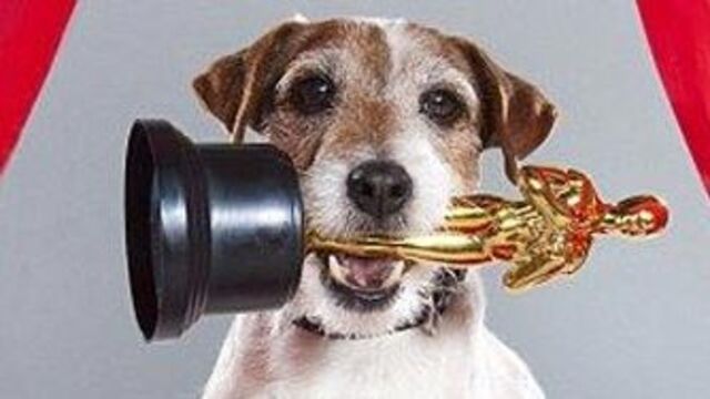 Uggie, Proust anketinde