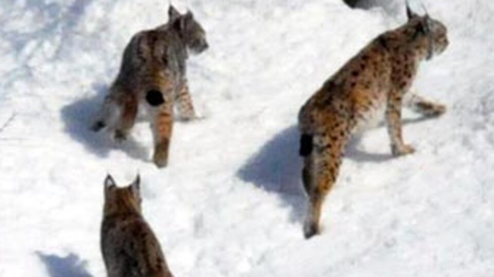 Türkiye bu görüntüleri konuşuyor! GALERİ