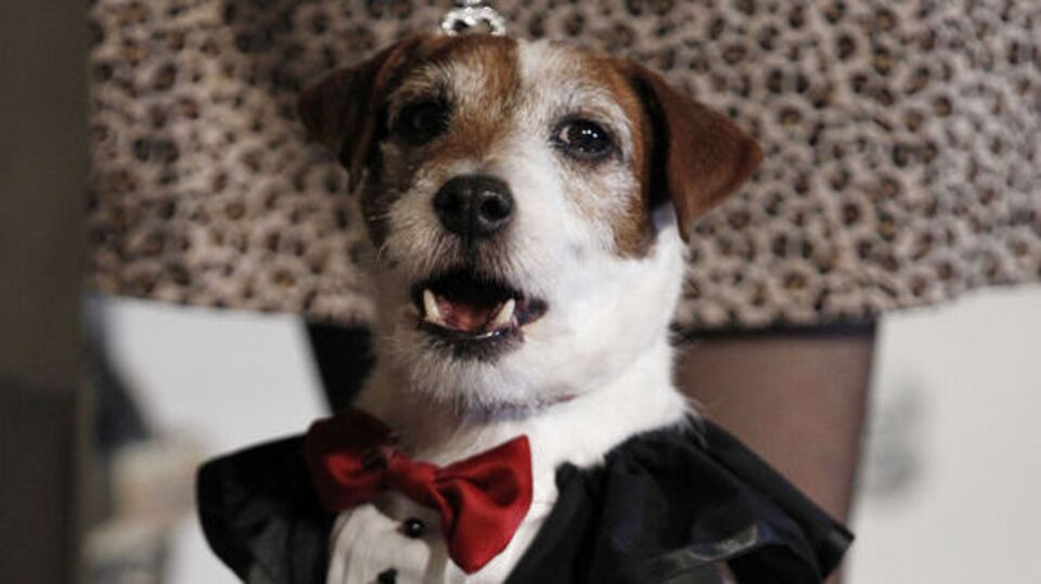 İlk 'Altın Tasma' Uggie'nin