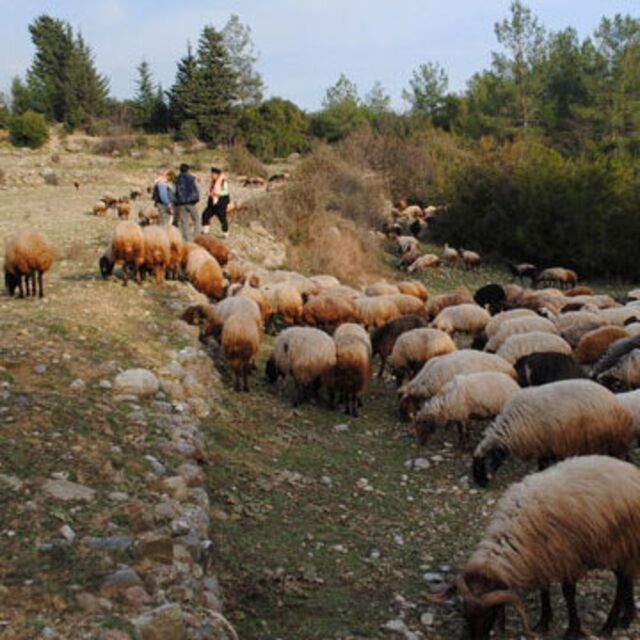 Artan yem ihtiyacı için mera operasyonu