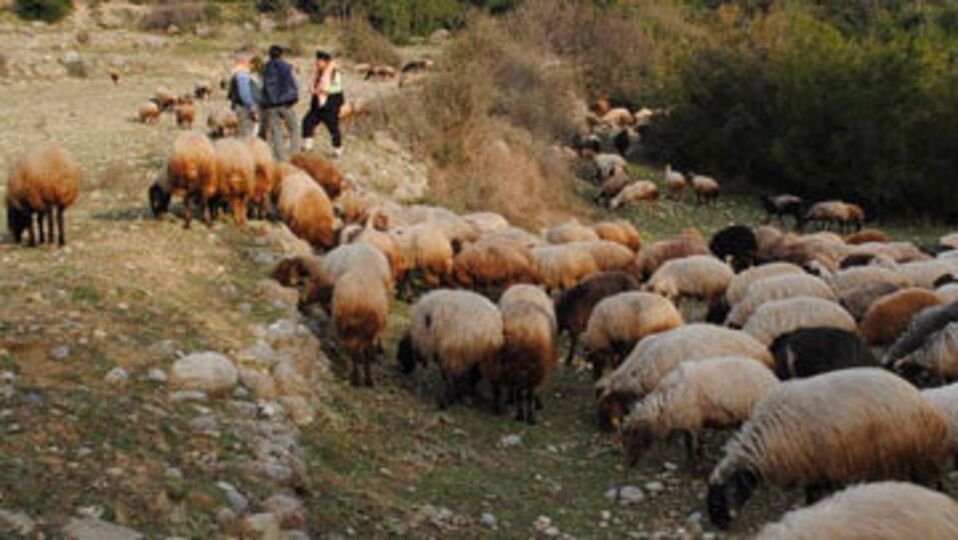 Artan yem ihtiyacı için mera operasyonu
