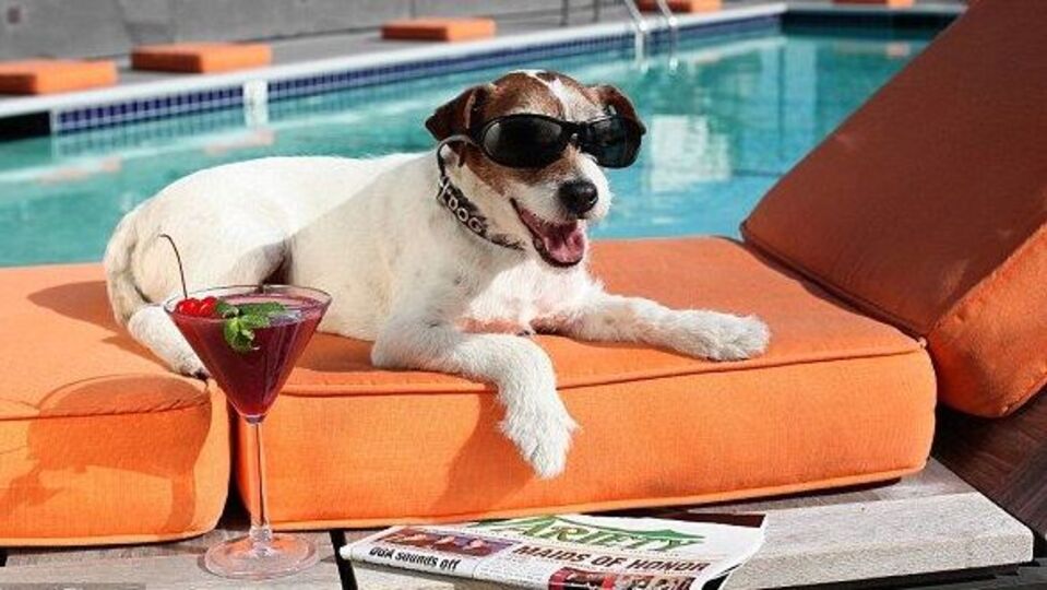 Uggie Oscar'a davet edilmedi! GALERİ