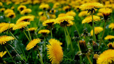 Lösemi için yeni umut